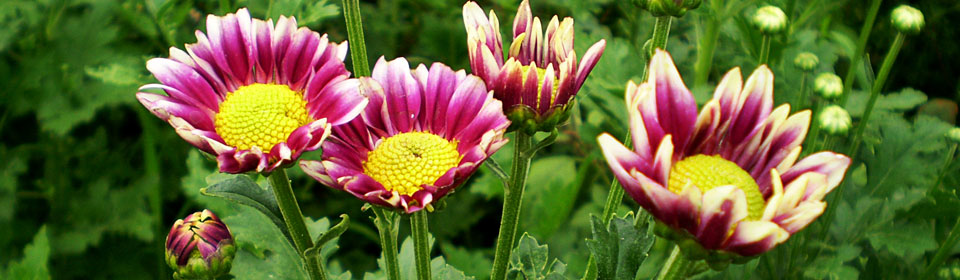 在线呼叫网页版软件